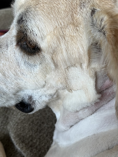 Pet Supply Store «Pet Supplies Plus», reviews and photos, 7204 Dempster St, Morton Grove, IL 60053, USA