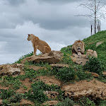 Photo n° 5 de l'avis de Marion.v fait le 26/04/2023 à 09:28 pour Bioparc de Doué-la-Fontaine à Doué-la-Fontaine