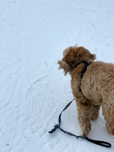 Tourist Attraction «Gum Wall», reviews and photos, 1428 Post Alley, Seattle, WA 98101, USA