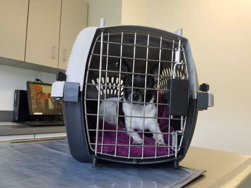 Lake Forest Animal Hospital: Holley Angela E DVM image