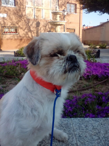 Clínica Veterinaria Camarma en Camarma de Esteruelas