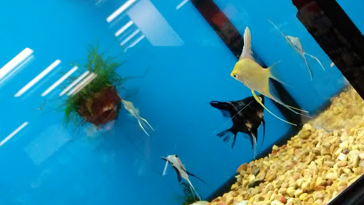 Pet Supply Store «Petco Animal Supplies», reviews and photos, 1951 N Military Trl c, West Palm Beach, FL 33409, USA