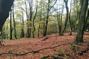 Roddlesworth Wood image