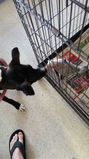Pet Store «Petland Plano», reviews and photos, 1301 Custer Rd #405, Plano, TX 75075, USA