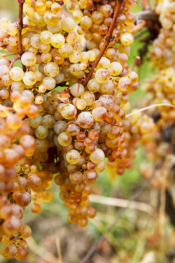 Winery «Hermann J. Wiemer Vineyard», reviews and photos, 3962 NY-14, Dundee, NY 14837, USA