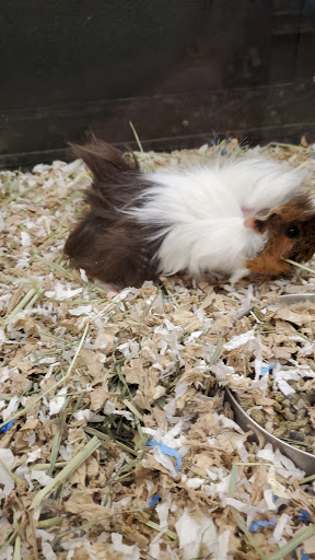 Pet Supply Store «PetSmart», reviews and photos, 533 S Tracy St, Wichita, KS 67209, USA