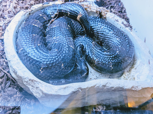 Pet Store «Pet Land», reviews and photos, 1450 Fort Campbell Blvd, Clarksville, TN 37042, USA