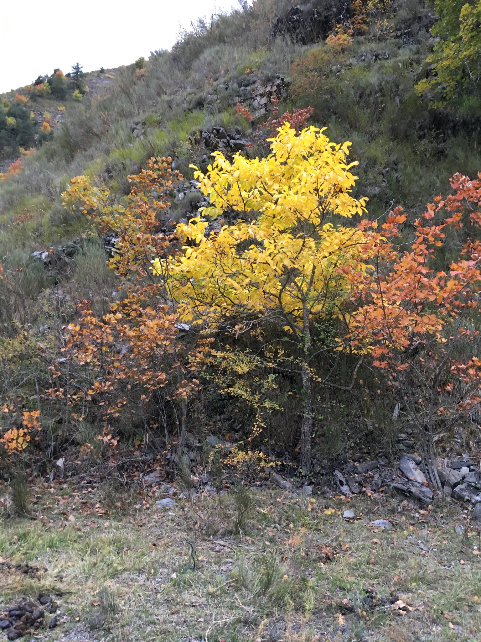 Photo n° 2 de l'avis de boulisset.h fait le 01/11/2019 à 22:57