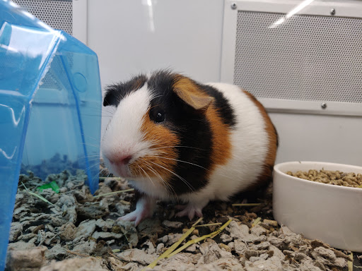 Pet Supply Store «Petco Animal Supplies», reviews and photos, 444 N Santa Cruz Ave, Los Gatos, CA 95030, USA