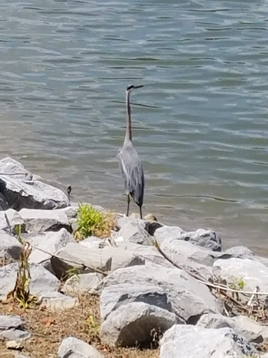 Park «McGregor Park Riverwalk», reviews and photos, 640 N Riverside Dr, Clarksville, TN 37040, USA