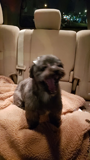 Pet Store «Cross Bronx Pet Shop», reviews and photos, 2064 Cross Bronx Expy, Bronx, NY 10472, USA