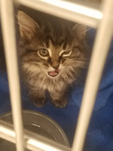 Pet Supply Store «PetSmart», reviews and photos, 5336 Westpointe Plaza Drive, Columbus, OH 43228, USA