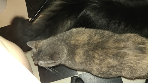 Pet Store «12th & Spring Pet Shop», reviews and photos, 1000 N 12th St, Reading, PA 19604, USA