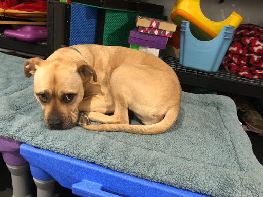 Dog Trainer «Calling All Dogs», reviews and photos, 6088 S Highland Dr, Holladay, UT 84121, USA