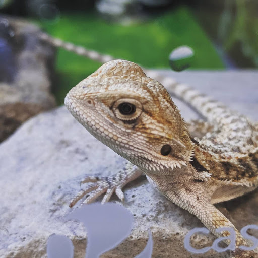 Pet Supply Store «PetSmart», reviews and photos, 8287 W Golf Rd, Niles, IL 60714, USA