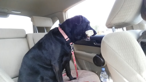 Pet Supply Store «Petco Animal Supplies», reviews and photos, 6720 Fox Centre Pkwy, Gloucester Courthouse, VA 23061, USA