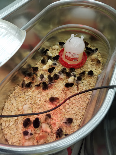 Home Improvement Store «Tractor Supply Co.», reviews and photos, 414 Louisiana 30 W, Gonzales, LA 70737, USA