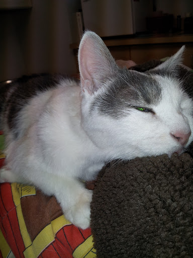 12220 Natural Bridge Rd, Bridgeton, MO 63044, USA