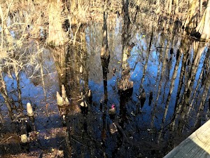 Black Bayou Observation Deck - photo 34