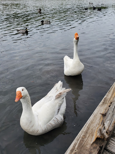 Park «White Rock Lake Park», reviews and photos, E Lawther Dr, Dallas, TX 75218, USA