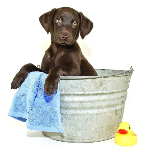 Florist «Petals & Paws», reviews and photos, 465 Albany Turnpike, Canton, CT 06019, USA