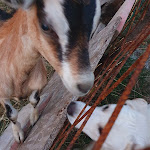 Photo n°2 de l'avis de Flavio.a fait le 29/08/2021 à 07:58 sur le  Circolo Amici della Montagna à Arnodera