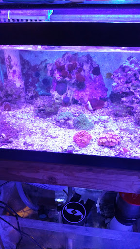 Pet Store «Aquarium & Reef Center», reviews and photos, 231 Del Prado Blvd, Cape Coral, FL 33990, USA