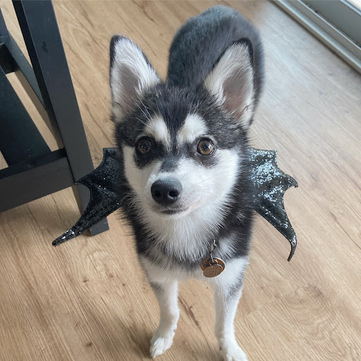 Pet Supply Store «Petco Animal Supplies», reviews and photos, 635 Cibolo Valley Drive #149, Cibolo, TX 78108, USA