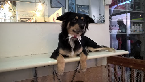 Pensioni per cani e dog hotel a Il Mondo del Silenzio Laura e Lucia TOELETTATURA cani di piccola taglia