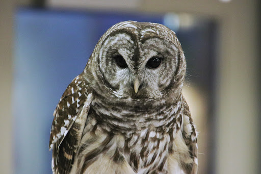 Nature Preserve «Hawthorne Hill Nature Center», reviews and photos, 28 Brookside Dr, Elgin, IL 60123, USA