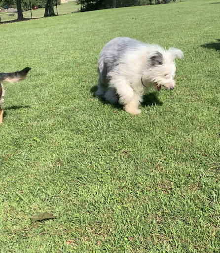 Pet Supply Store «Pet Supplies Plus», reviews and photos, 120 Sara Way, Belle Vernon, PA 15012, USA