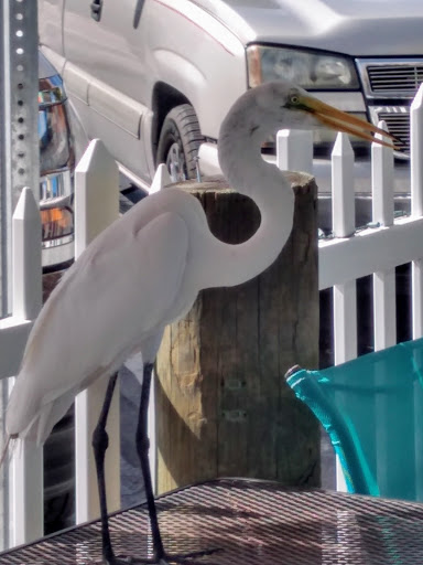 Bar & Grill «18 on the Rocks», reviews and photos, 2405 Gulf Blvd, Indian Rocks Beach, FL 33785, USA