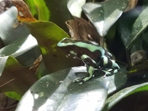 Aquarium «North Carolina Aquarium at Pine Knoll Shores», reviews and photos, 1 Roosevelt Blvd, Pine Knoll Shores, NC 28512, USA
