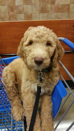 Pet Supply Store «PetSmart», reviews and photos, 2389 Taylor Park Dr, Reynoldsburg, OH 43068, USA