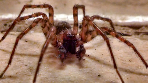 Golf Course «Ocean County Golf Course at Atlantis», reviews and photos, 261 Country Club Blvd, Tuckerton, NJ 08087, USA