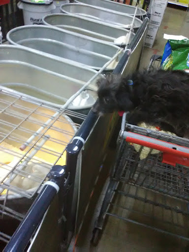 Department Store «Rural King», reviews and photos, 230 Central Pkwy, Heath, OH 43056, USA