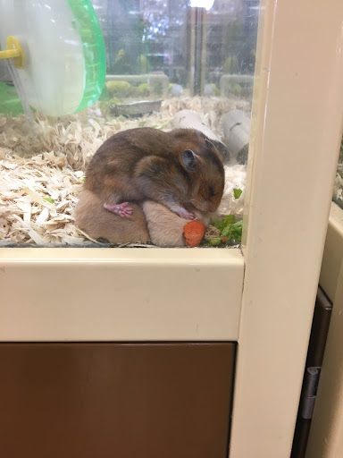 Pet Supply Store «Pet Supermarket», reviews and photos, 268 Grande Heights Dr, Cary, NC 27513, USA