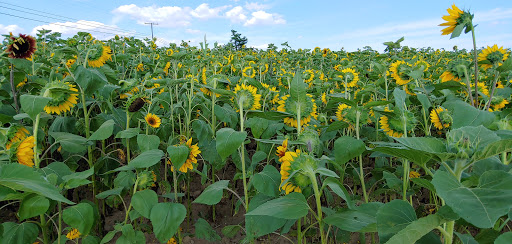 Tourist Attraction «Sunflower Maze», reviews and photos, South St, Middlefield, CT 06455, USA