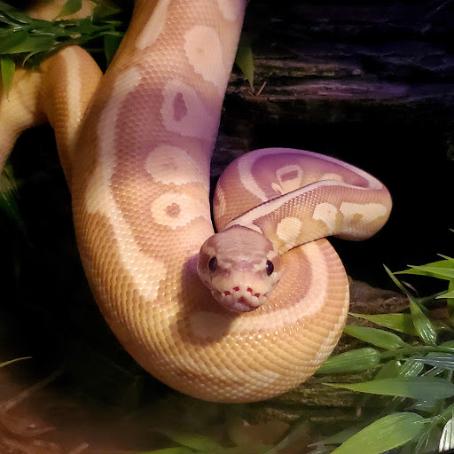 Pet Store «Petfection Exotic Pet Specialist», reviews and photos, 2989 PA-611 Suite 102, Tannersville, PA 18372, USA