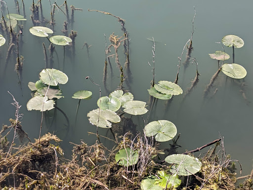 Corporate Office «Hill Country Arts Foundation», reviews and photos, 120 Point Theatre Rd S, Ingram, TX 78025, USA