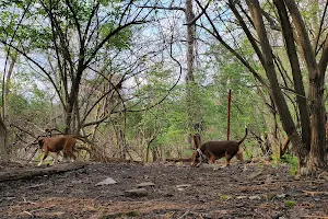 Frick Park Off-Leash Exercise Area image