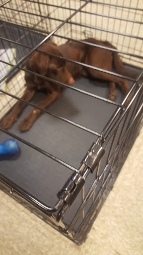 Pet Supply Store «PetSmart», reviews and photos, 1836 Joe Battle Blvd, El Paso, TX 79936, USA