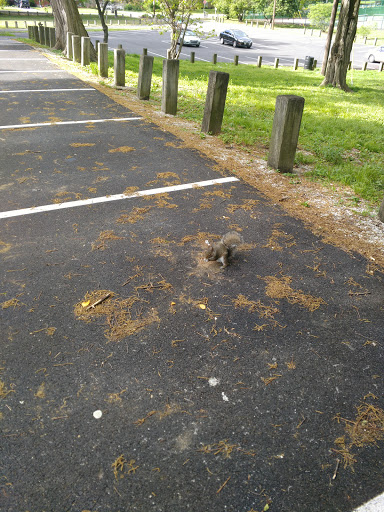 Park «George Rogers Clark Park», reviews and photos, 1024 Thruston Ave, Louisville, KY 40217, USA