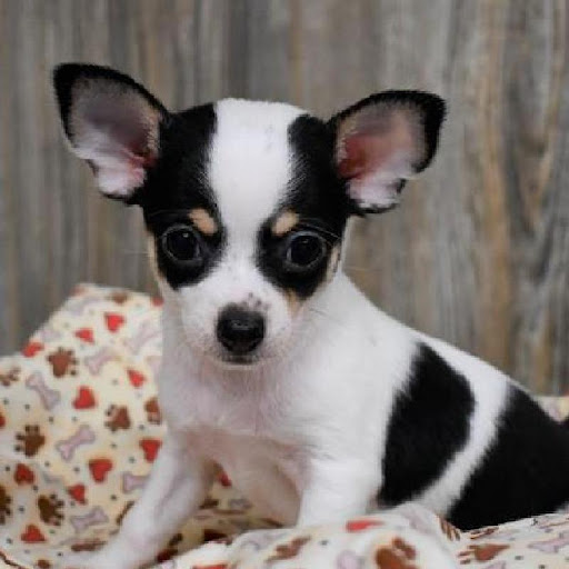 Pet Store «Pet Express», reviews and photos, 250 Granite St, Braintree, MA 02184, USA