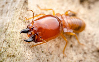 BugBros Pest Control Tulsa - Photo 3 - Car repair in Tulsa, OK, Tulsa