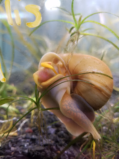 Pet Supply Store «Oddball Pets and Aquariums», reviews and photos, 262 Joseph St, Pittsburgh, PA 15227, USA