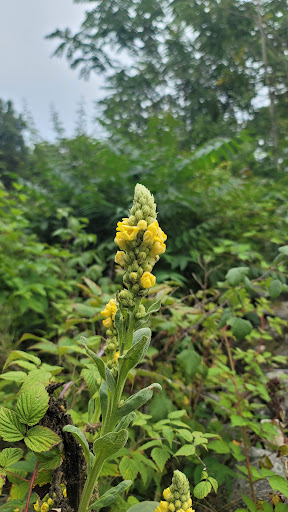 Vineyard «Clearview Vineyard», reviews and photos, 35 Clearview Ln, Warwick, NY 10990, USA