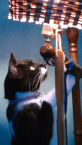 Pet Supply Store «Petco Animal Supplies», reviews and photos, 5239 Harvey St, Norton Shores, MI 49444, USA