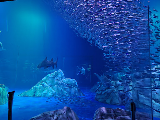 Aquarium «Georgia Aquarium», reviews and photos, 225 Baker St NW, Atlanta, GA 30313, USA