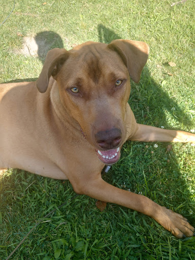 Pet Supply Store «Pet Supplies Plus», reviews and photos, 30450 Lakeshore Blvd, Willowick, OH 44095, USA